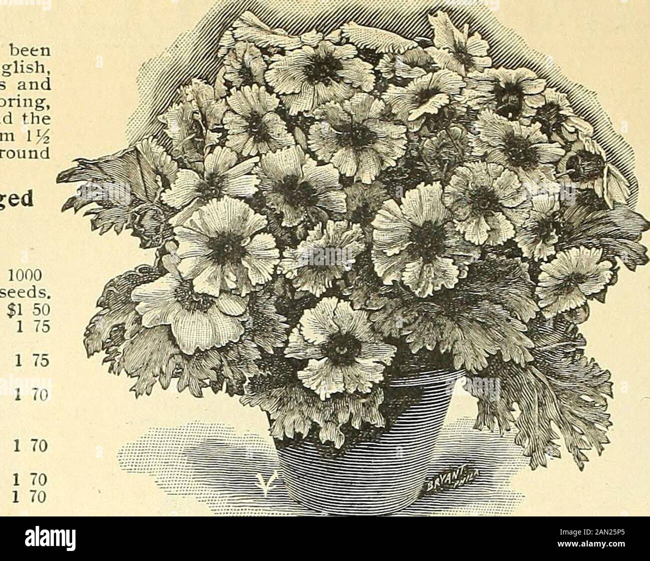 Vaughan's special import bulb prices for season 1904 . nd.and beautifully fringed. Chinese Primulas with FringedFoliage. Primula Sinensis Fimbriata. 250seeds. A1 t&gt;;l, pure white 50c. Chiswick Red, bright red.. 50c.Kermesina Splendens, crimson 50c. Atrosanguinea, brightest deep red 50c. .Alba Magrniflca, snowwhite, of excellent form andhabit 50c, Peachblossom, beautiful white with pink hue 50c. Blue, a clear sky blue 50c. Jiew Upriglit Deep Vel-vety Red 50c. Rosea, a bright pink 35c. Mont Blanc, new, large, pure milk-white flowers 50c. Striata, white and lilac striped 35c. IMtlMVI. V mixed, Stock Photo