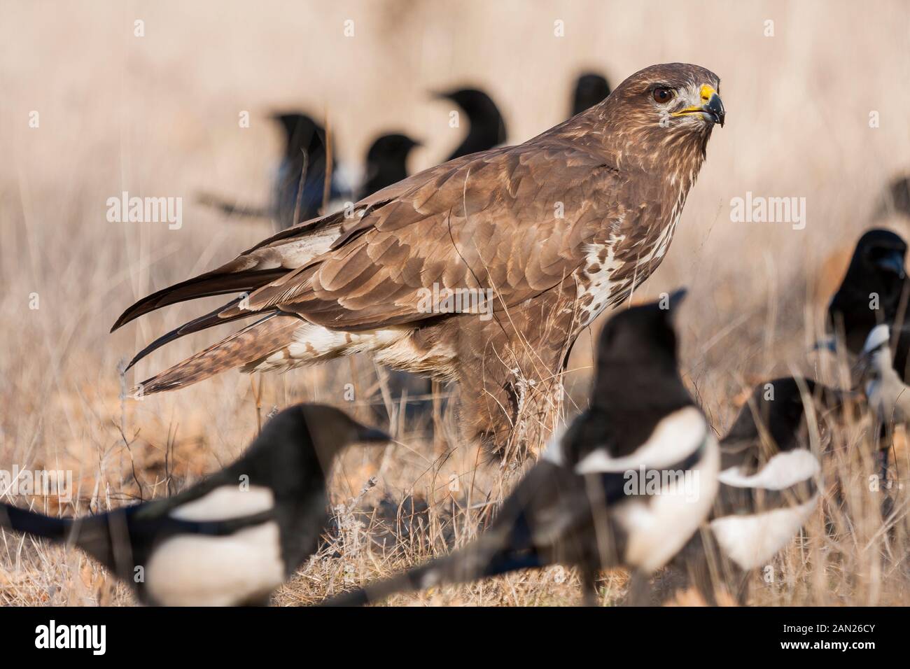 Common mousetrap, Buteo buteo, feeding on its prey on the ground between magpies Stock Photo