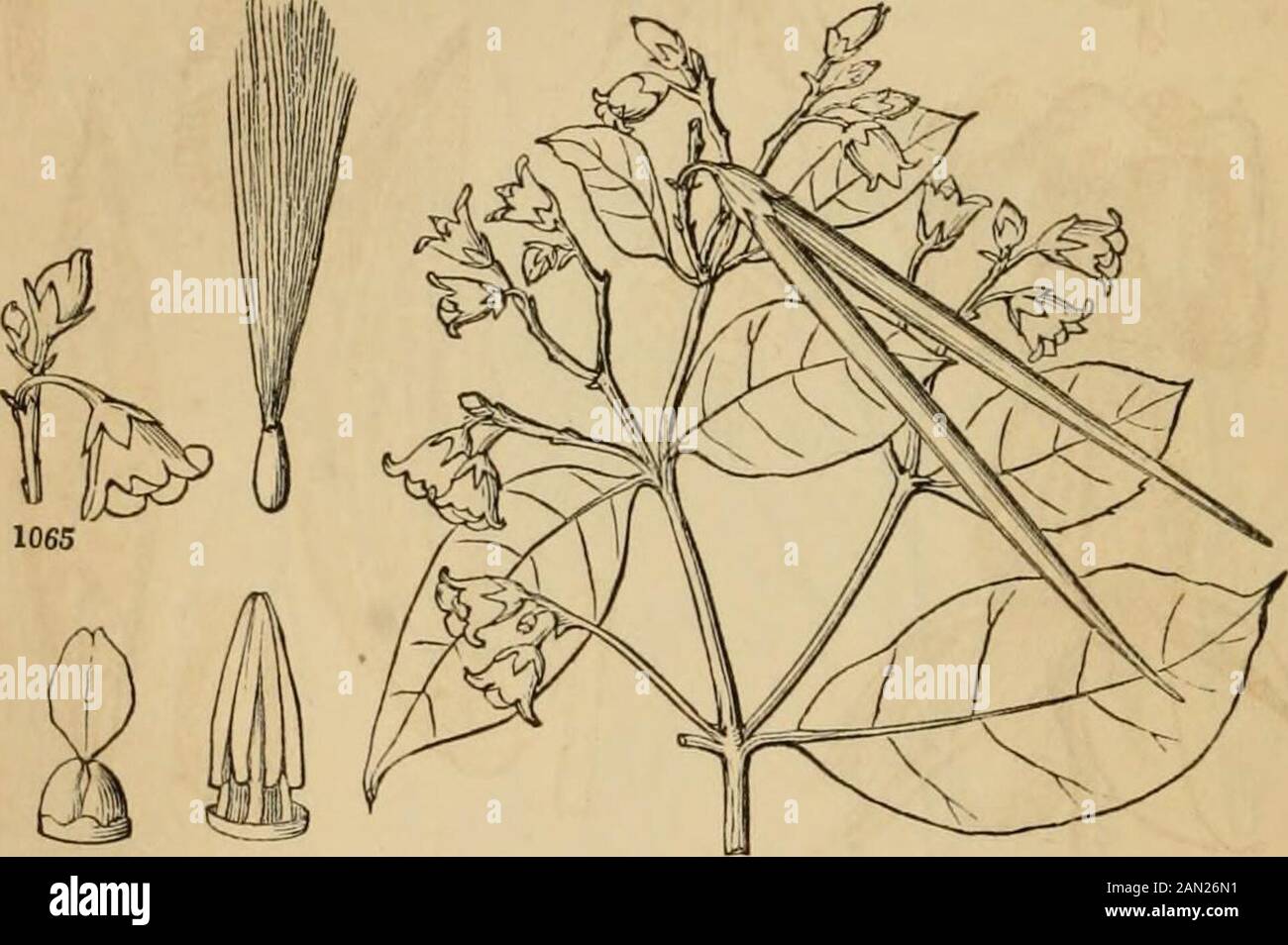 Introduction to structural and systematic botany, and vegetable physiology, : being a 5th and revedof the Botanical text-book, illustrated with over thirteen hundred woodcuts . Dogbane), Vinca FIG. 1056. Flower of Gentiana angustifolia 1057. Corolla, and 1058, the calyx, laid open.1059. The pistil. 1060. Cross-section of the pistil, showing the parietal attachment of theovules. 1061. Fiipe capsule of G. saponaria, raised on a stipe: the persistent witheringcorolla, &c torn away. 1062. A magnified seed, with its large and loose testa. 1063. Leaf ofLimnanthemuin lacunosum, bearing the flowers on Stock Photo