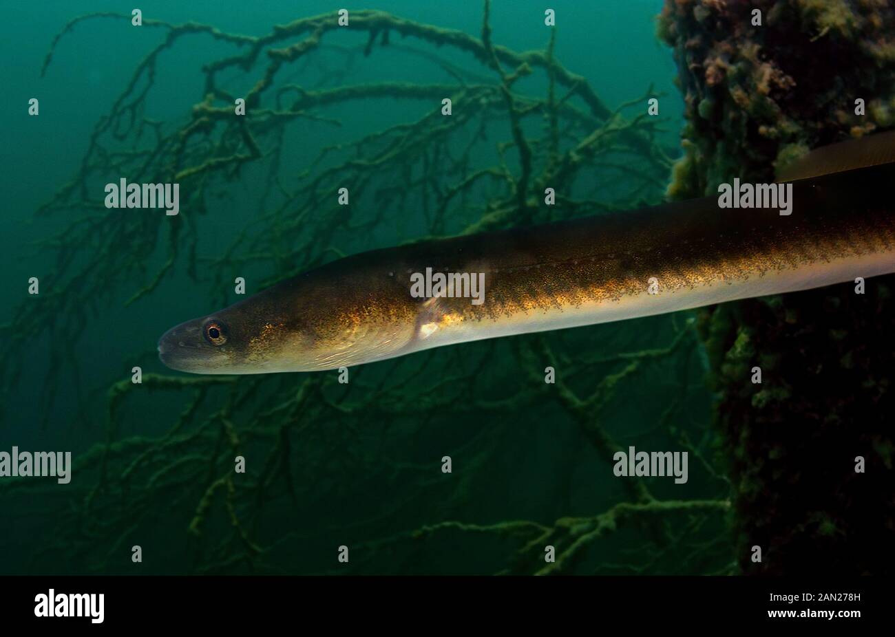 American Eel Anguilla Rostrata Head Detail Occurs In Streams Rivers Muddy Or Silt Bottomed Lakes Usually In Permanent Streams With Stock Photo Alamy