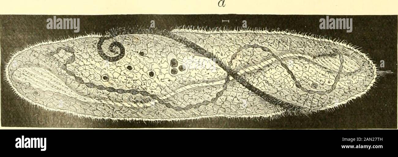 The royal natural history . bud-bearing animalcule, Hemiophrya(highly magnified).. spiral-mouthed animalcule, Spirostomum. a, Nat. size. NDEX. VOL. VI. Abraxas, 116.Acanthechinus, 277.Acanthiidte, 190.Acanthoccpliali, 448.Acanthocercus, 284.Acanthociiius, 154.Acanthocystis, 560.Acanthodoris, 354, 355.Acanthosoma, 188.Acari, 241.A carina, 242.^cera, 362.Achseta, 444.Achatina, 348.Achatinellidae, 348.Acherontia, 96.Acineta, 568.Acm&a, 397.Acmaeidse, 397.Acridiida, 179.Acrocinus, 154.Aetata, 256.Actaon, 361.Actinia, 500, 501.Actinocrinus, 301.Actinometra, 300.Actinomma, 562.Actinophrys, 560.Admct Stock Photo