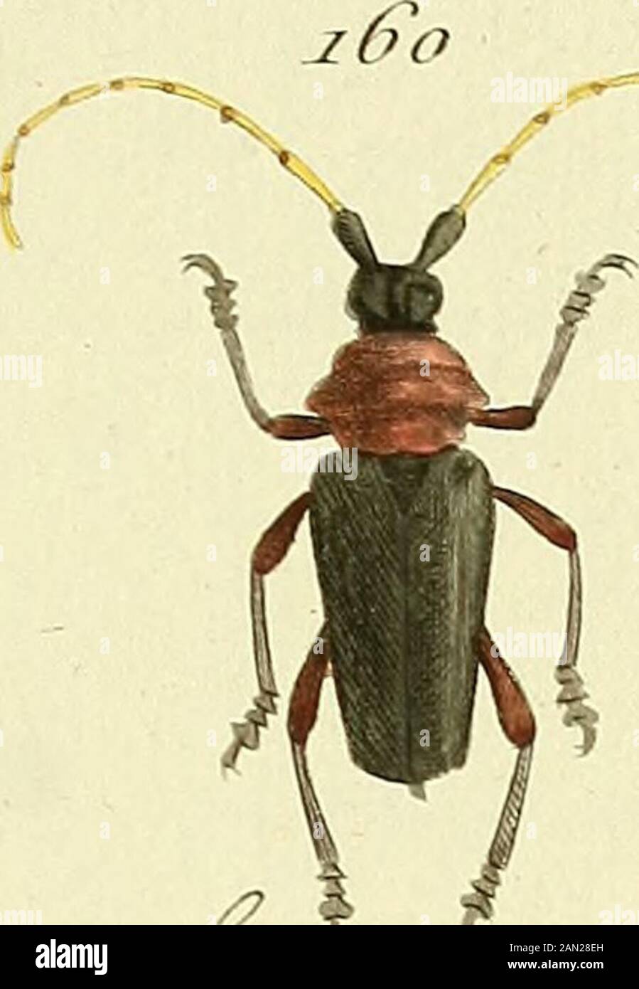 Entomologie, ou, Histoire naturelle des insectes : avec leurs caractères génériques et spécifiques, leur description, leur synonymie, et leur enluminée . im. Aijs: Y-z^/L^hc^^^r&gt;^:i^c^^^L^t^c^. Ai^-^- / PL. XXI. JJO Stock Photo