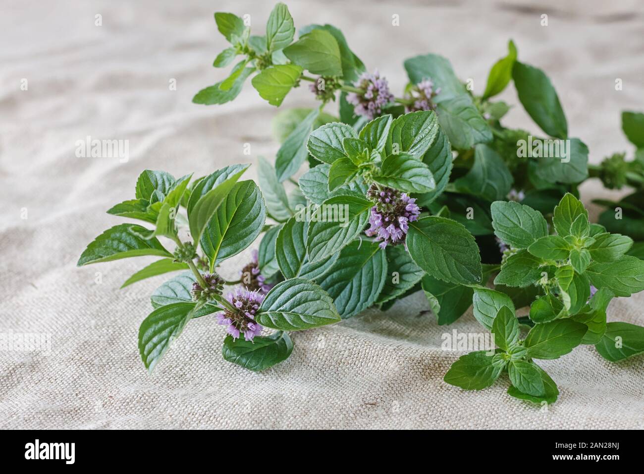Fresh mint (Mentha arvensis, the corn mint, field mint, or wild mint) on linen background. Stock Photo