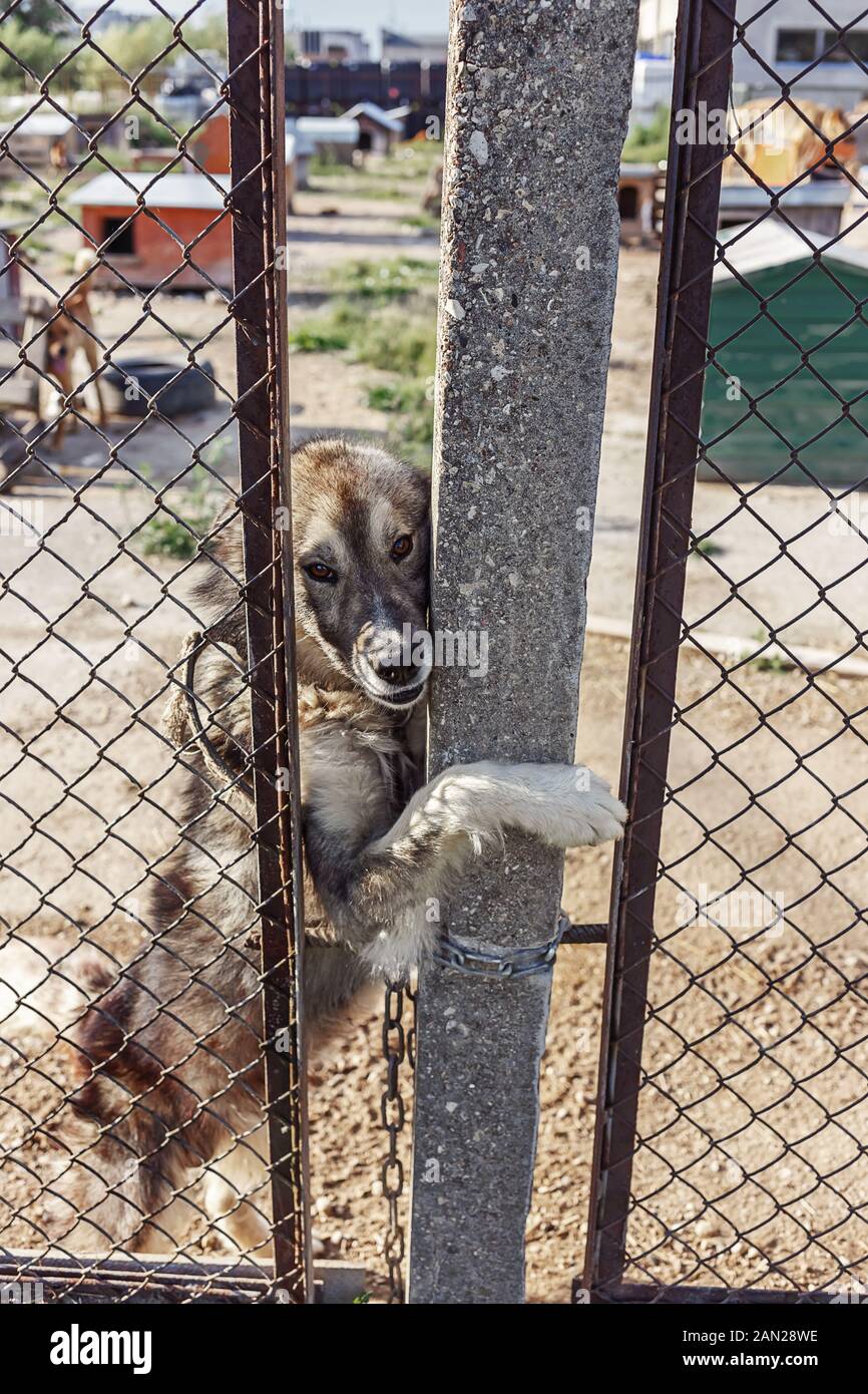 Sad abandoned dog in a open air shelter, looking out through a wire fence Stock Photo