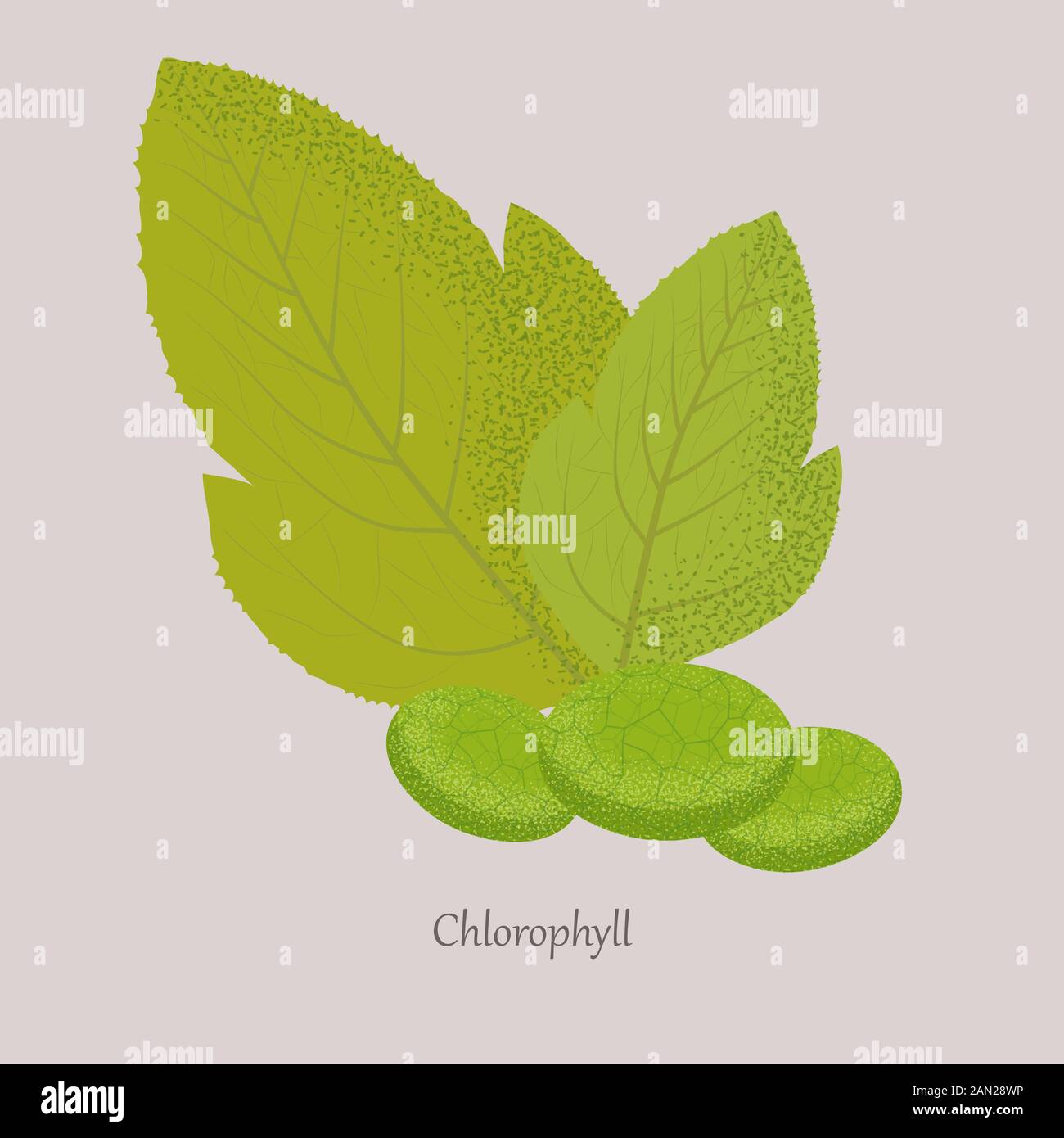 Chlorophyll is a green photosynthetic pigment in the leaves of plants