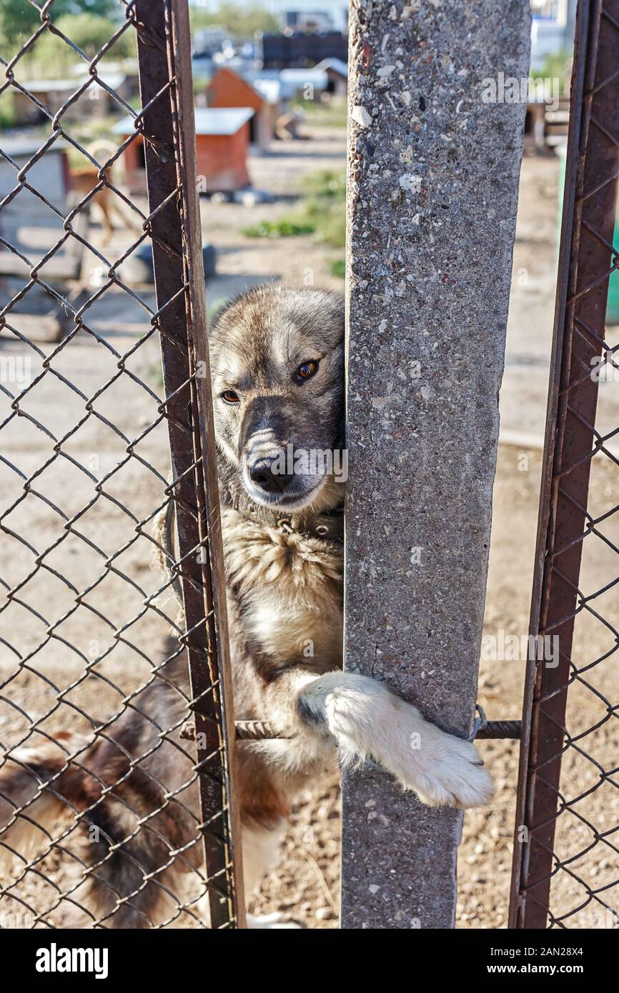 Sad abandoned dog in a open air shelter, looking out through a wire fence Stock Photo