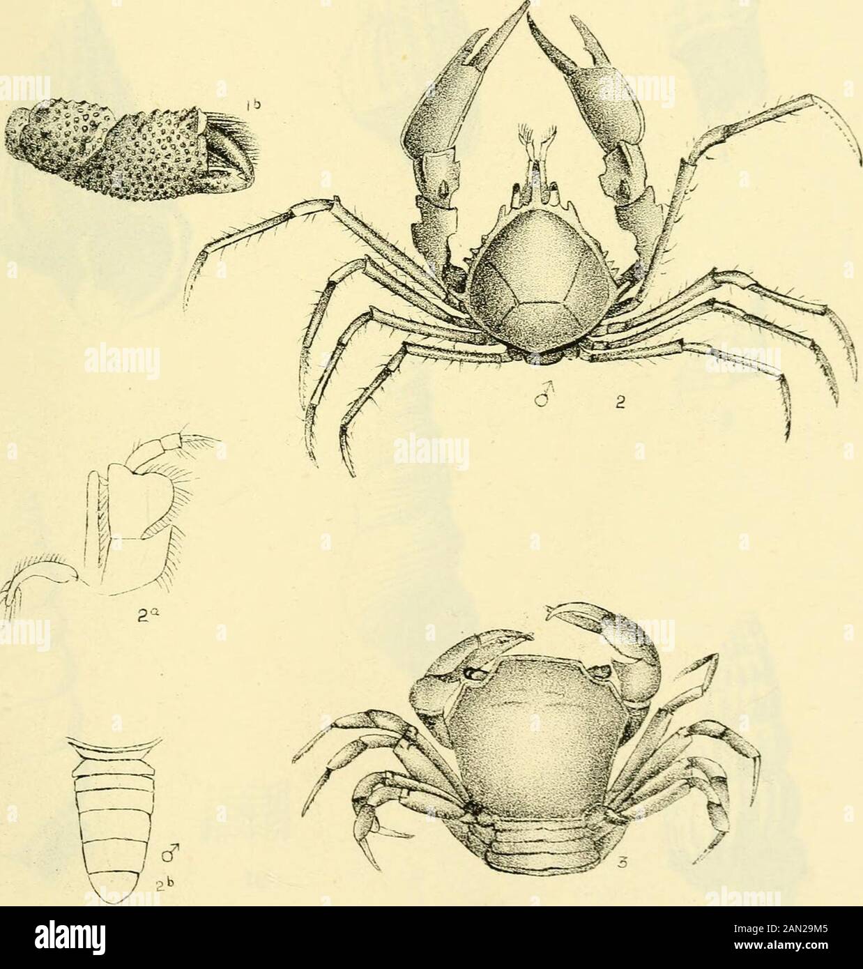 Transactions and proceedings and report of the Royal Society of South Australia (Incorporated) . V H,B DEL .S^E- & ^ -- NC-H«&gt;, IrTRICHIA AUSTRALIS. 27HYMENOSOMA ROSTRATUM. 3rLIT0CHEiRA GLABRA. Vol. X.XX., Plate IV. Stock Photo