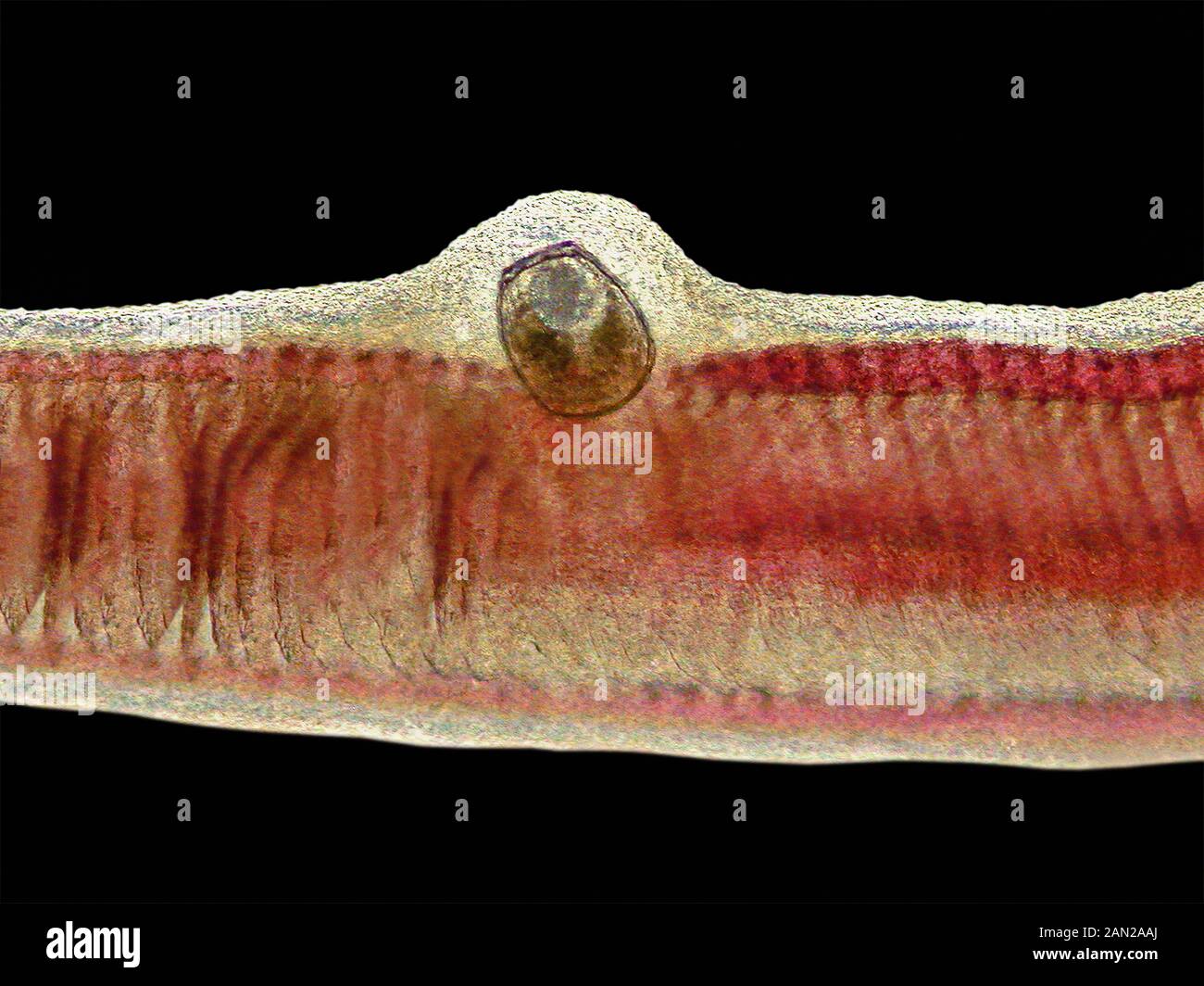 Fish Gills Stock Photos & Fish Gills Stock Images Alamy