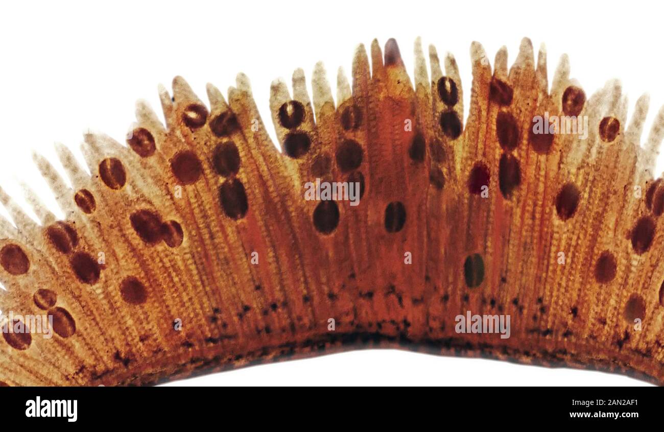 Fish Gills Stock Photos & Fish Gills Stock Images Alamy