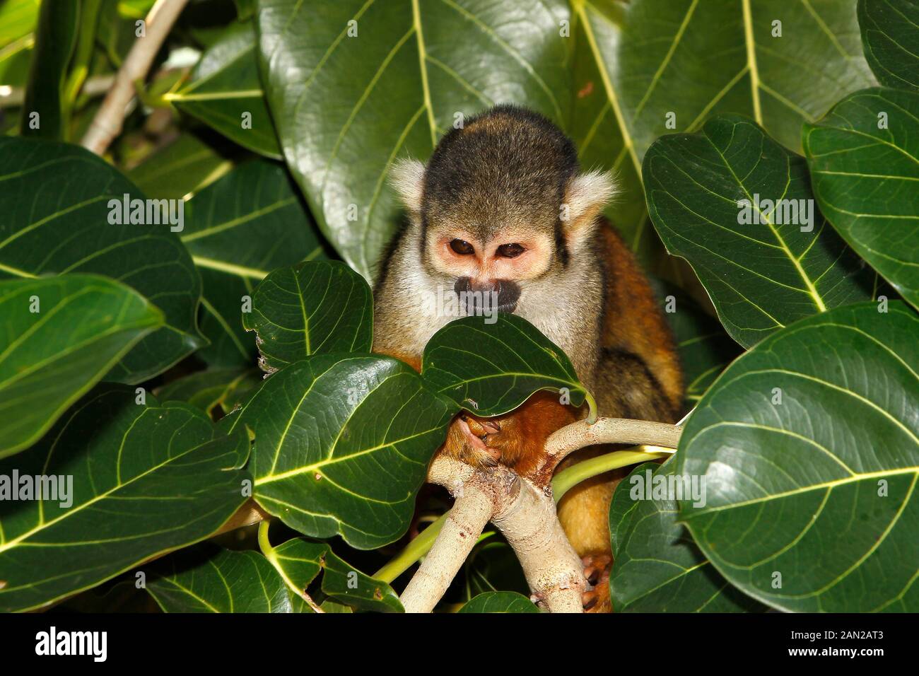 Squirrel Monkey, saimiri sciureus, Adult standing in Tree Stock Photo ...