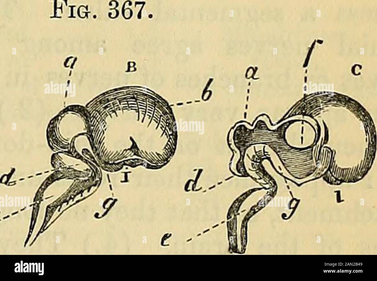 Human embryonic development cells hi Biology Diagrams