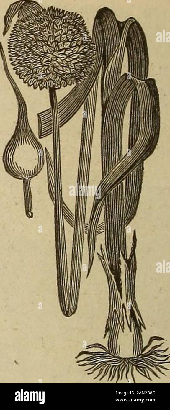 A Dictionary Of The Bible.. . 10 : 3. Lebonah (Frankincense), Thepresent  El-Lubban, South Of Nablus, Ismentioned, Jud. 21 : 19, As A Place Inthe  Vicinity Of Shiloh. Leca.h (Walking, Course) Occursonly