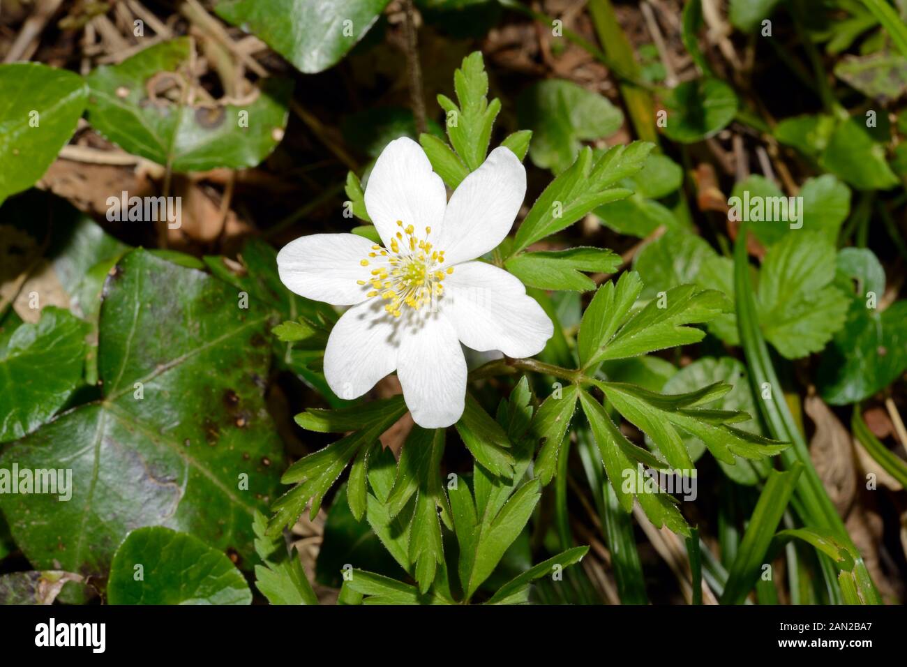 Anemone nemorosa (wood anemone) is native to Europe growing in shady woods, and is an indicator of ancient woodland. Stock Photo