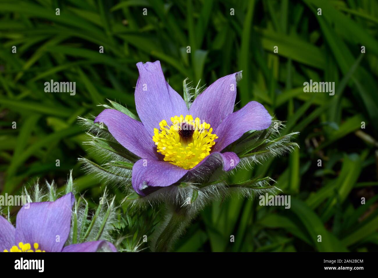 Anemone pulsatilla (pasque flower) is native to Europe growing in  calcareous grassland. Stock Photo