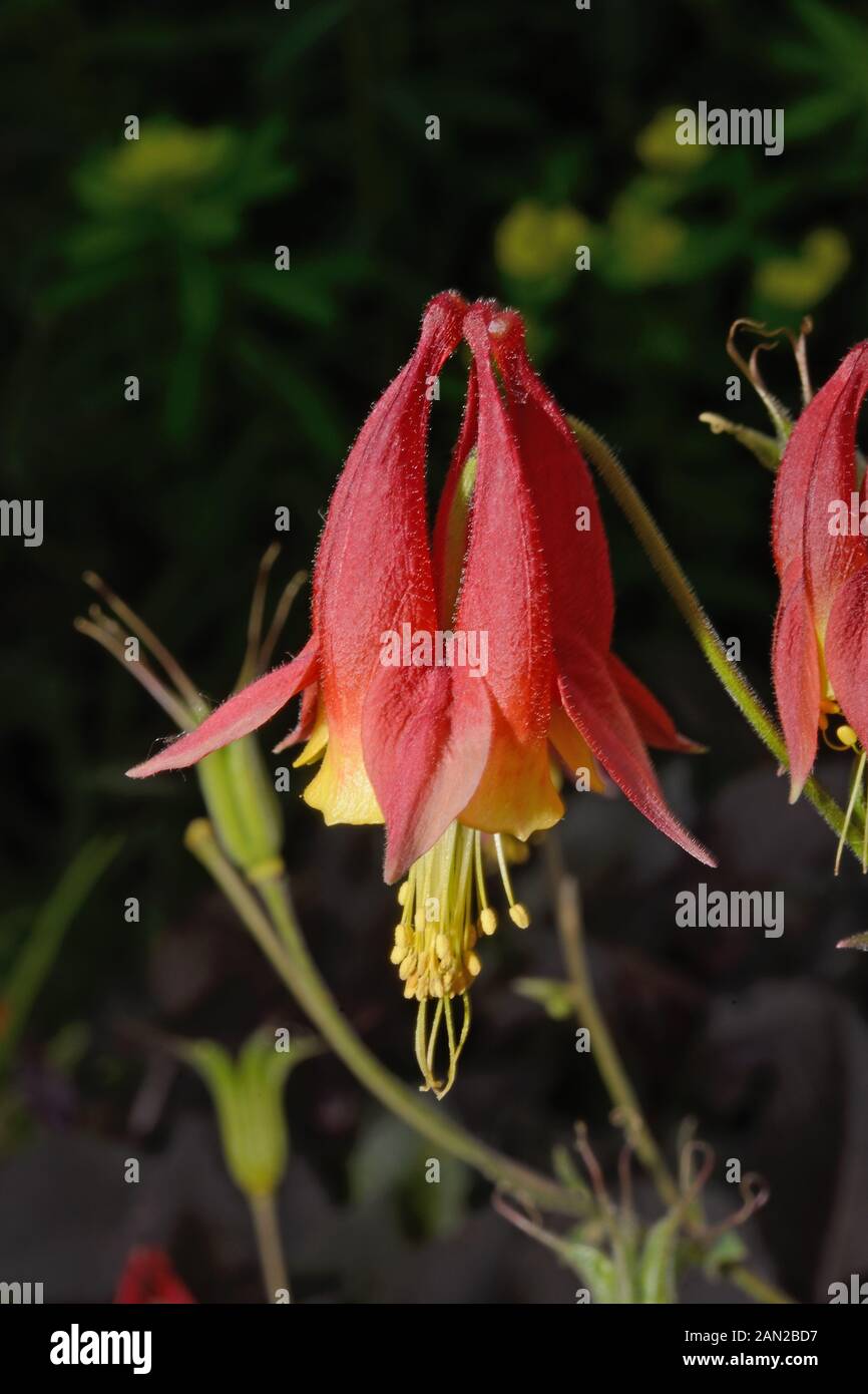 Aquilegia canadensis (Canadian columbine) is native to North America growing in woodland and on rocky slopes. Stock Photo