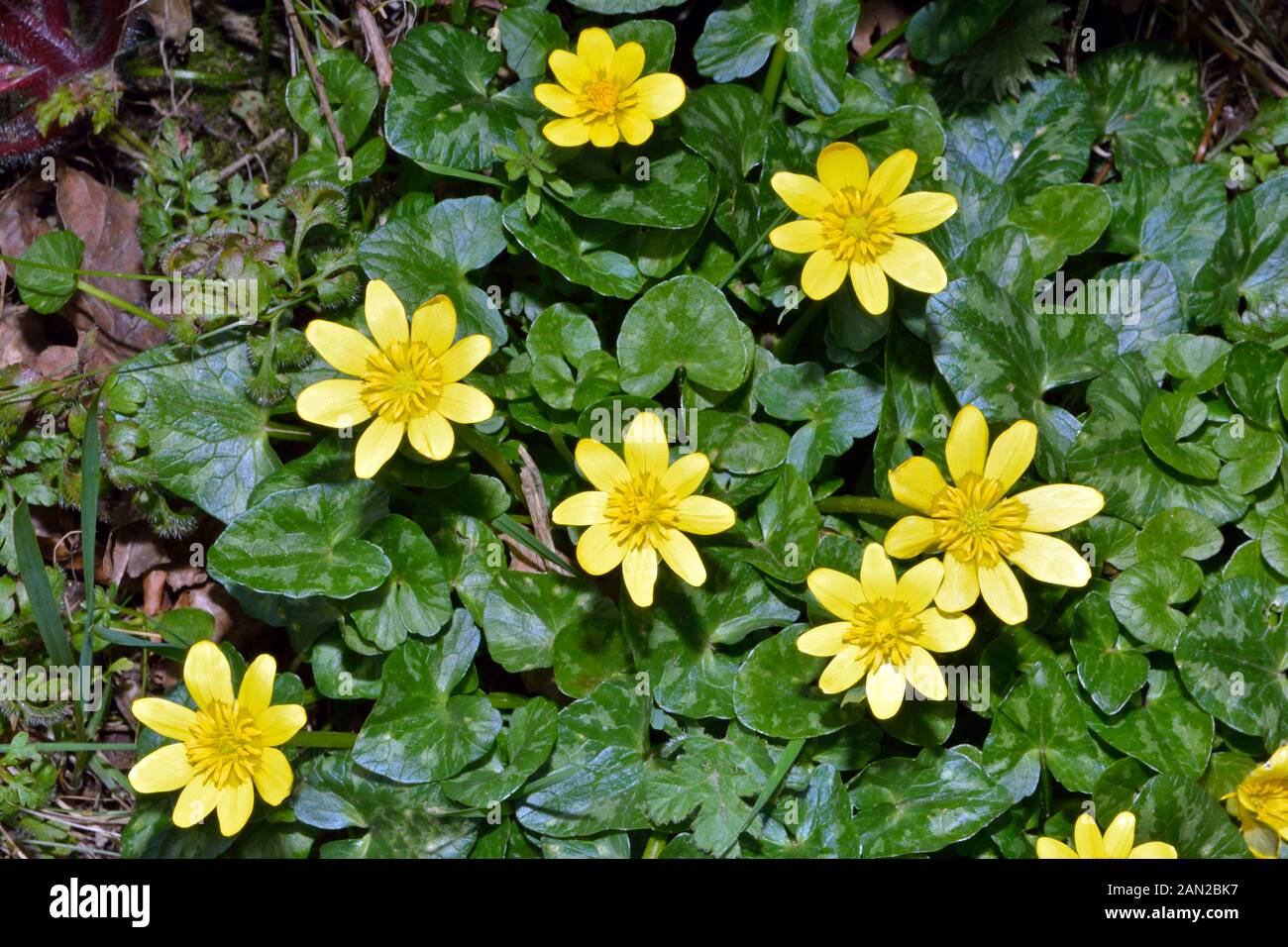 Ficaria verna (lesser celandine) is native to Europe and west Asia growing in seasonally-wet habitats. Stock Photo