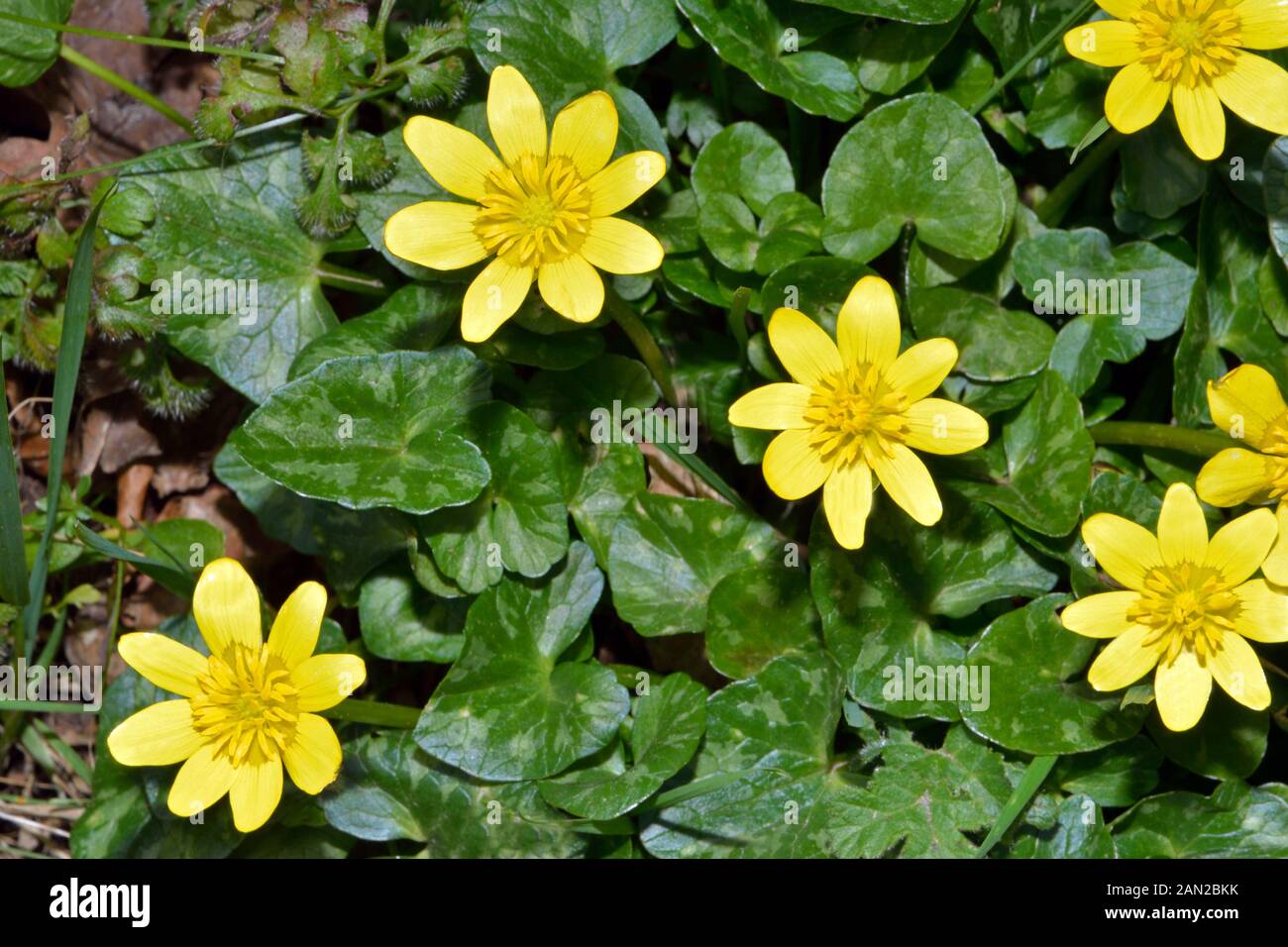 Ficaria verna (lesser celandine) is native to Europe and west Asia growing in seasonally-wet habitats. Stock Photo