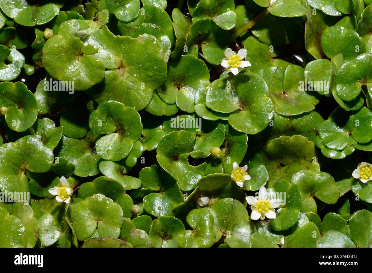 Ranunculus hederaceus (Ivy-leaved crowfoot) is native to Europe and North America growing on the edge of small water bodies. Stock Photo