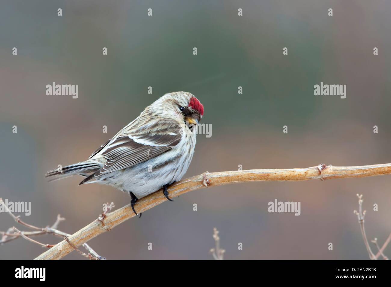 A Hoary Redpoll, canthis hornemanni, perched Stock Photo