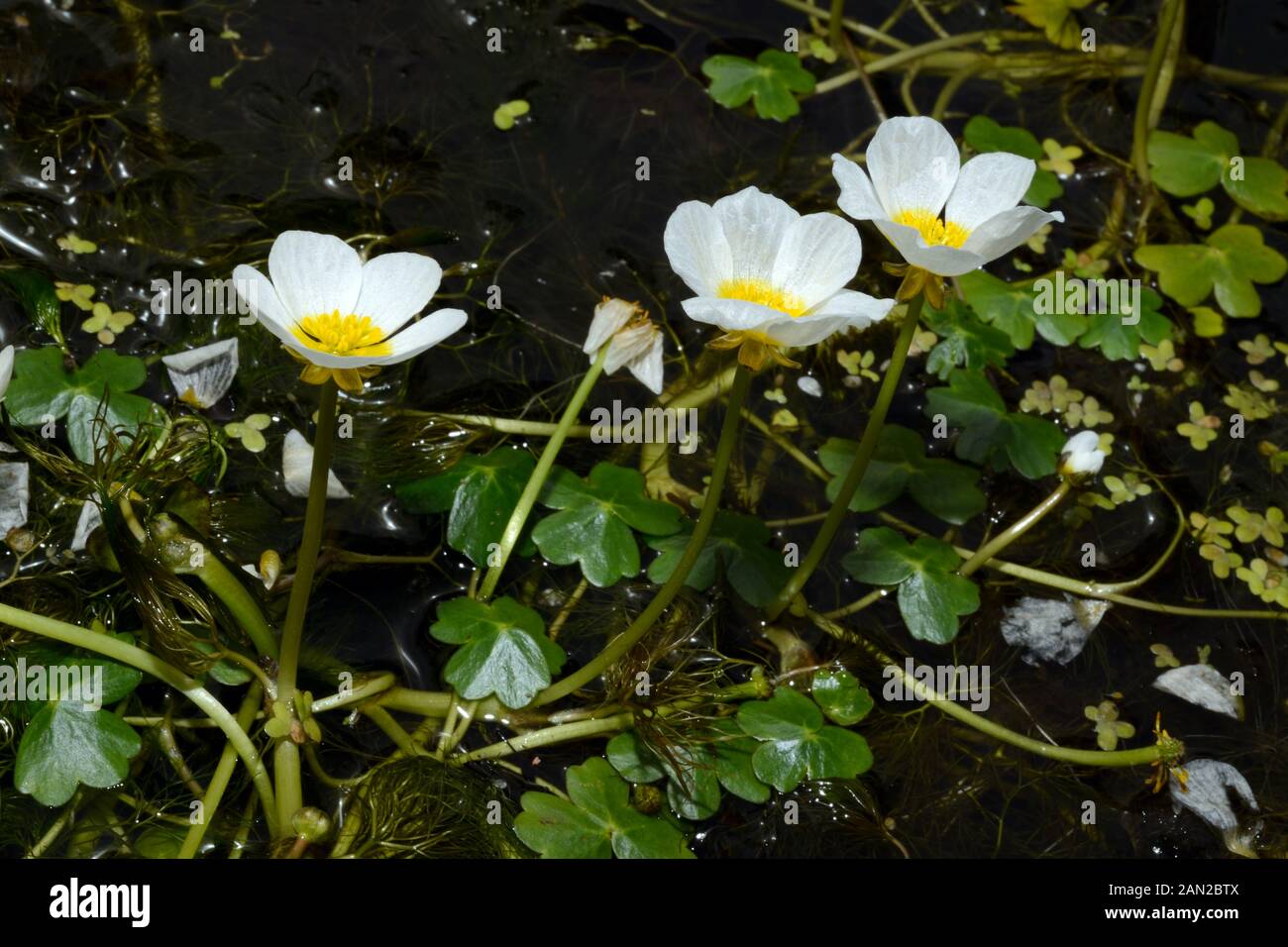 Ranunculus tripartitus (three-lobed water-crowfoot) is native to Europe growing in wet mud, ditches and ponds. Stock Photo