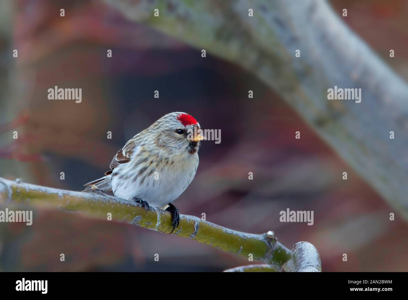 A Hoary Redpoll, canthis hornemanni, in tree Stock Photo