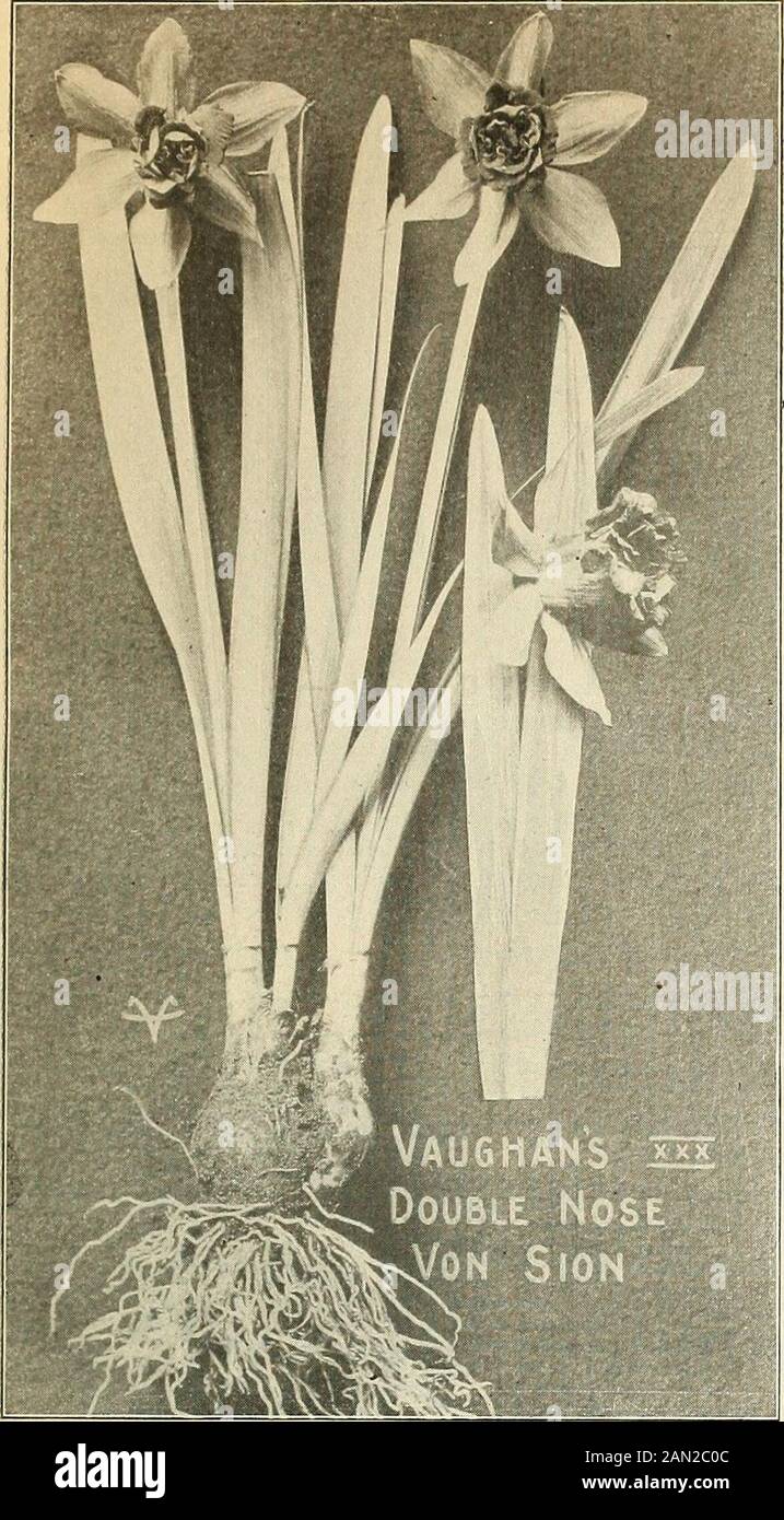Vaughan's special import bulb prices for season 1904 . NARCTSSUSSTAR PAPER WHITE GRANIBRAND, GIANT-FLCWl VAUGHANS SPECIAL IMPORT BH.It PRICES.. SELECTED MOTHER BULBS tj? DOUBLE VON SION. We have this year secured a limited quan=tity of what are known as Top Roots. Theseare of extra size and will throw from 3 to 5flowers, very profitable for using in pans. Per 100, $3.50; per 1000, $30.00. As forcing bulbs Jonquils are very highly recommended,especially the single sweet-scented, the flowers of which areabout an inch in diameter and a splendid color, often twoblooms on each spike. Can be brought Stock Photo