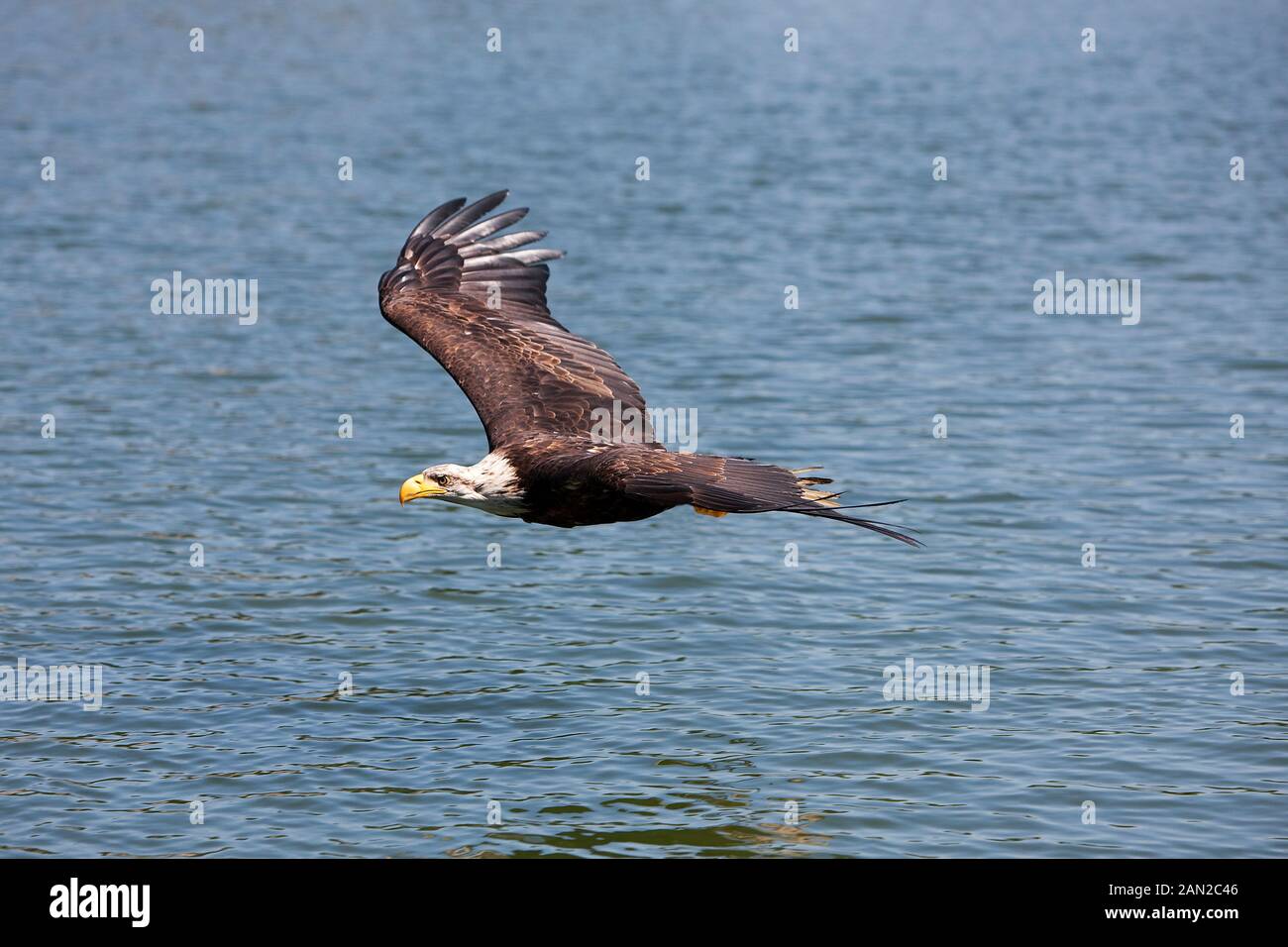 BALD EAGLE haliaeetus leucocephalus, JUVENILE IN FLIGHT OVER LAKE Stock ...