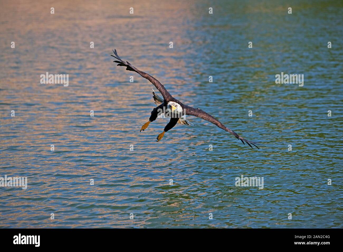 BALD EAGLE haliaeetus leucocephalus, JUVENILE IN FLIGHT OVER LAKE Stock ...