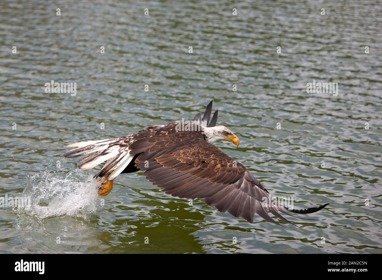 BALD EAGLE haliaeetus leucocephalus, JUVENILE FISHING IN LAKE Stock ...
