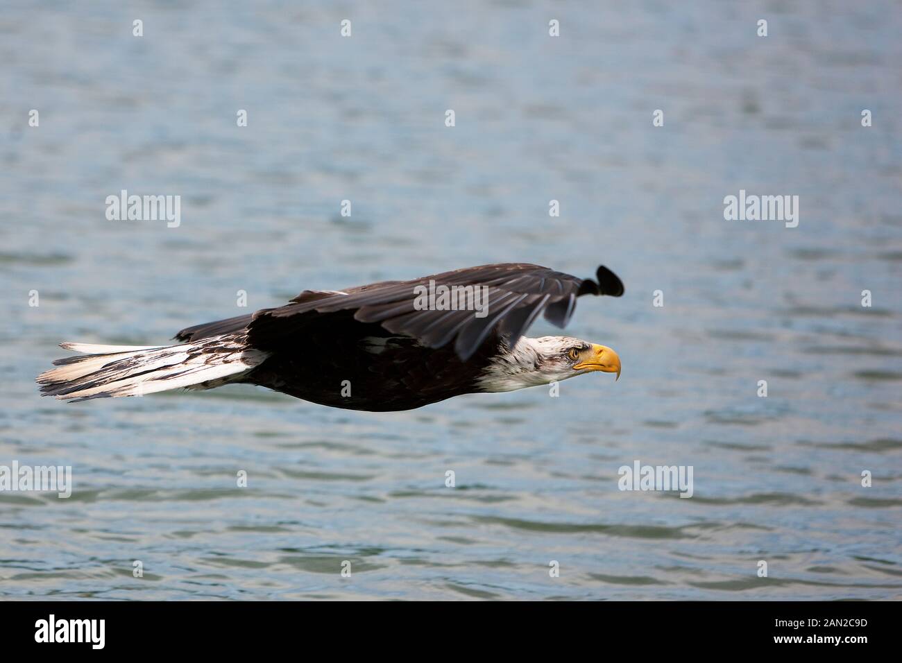 BALD EAGLE haliaeetus leucocephalus, JUVENILE IN FLIGHT OVER LAKE Stock ...