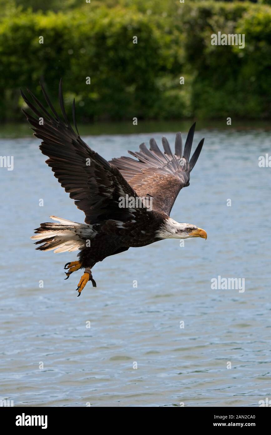 BALD EAGLE haliaeetus leucocephalus, JUVENILE IN FLIGHT OVER LAKE Stock ...