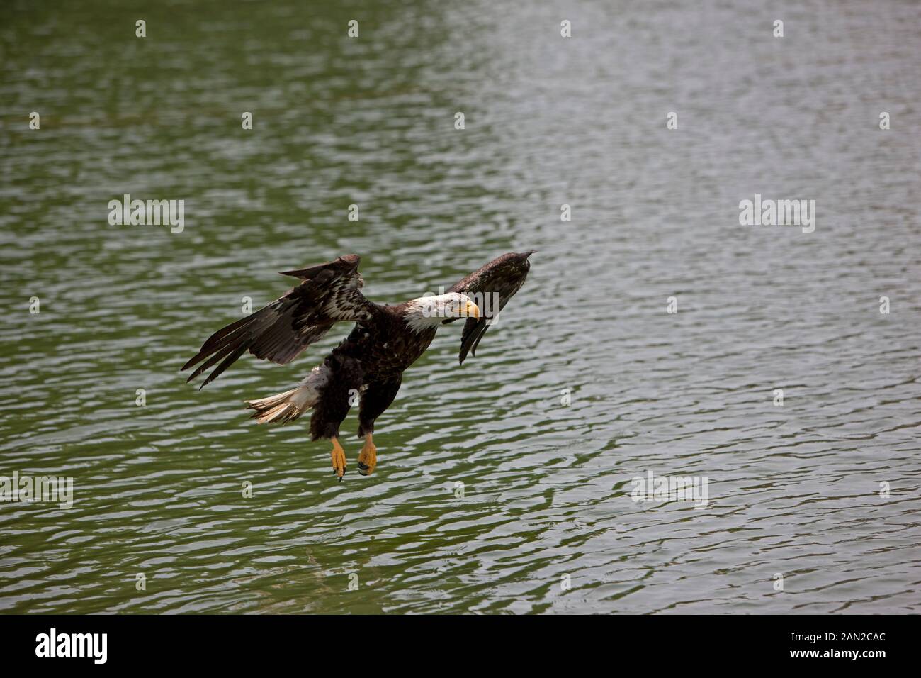 BALD EAGLE haliaeetus leucocephalus, JUVENILE IN FLIGHT OVER LAKE Stock ...