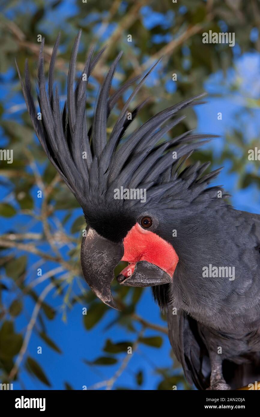 PALM COCKATOO probosciger aterrimus, PORTRAIT OF ADULT Stock Photo