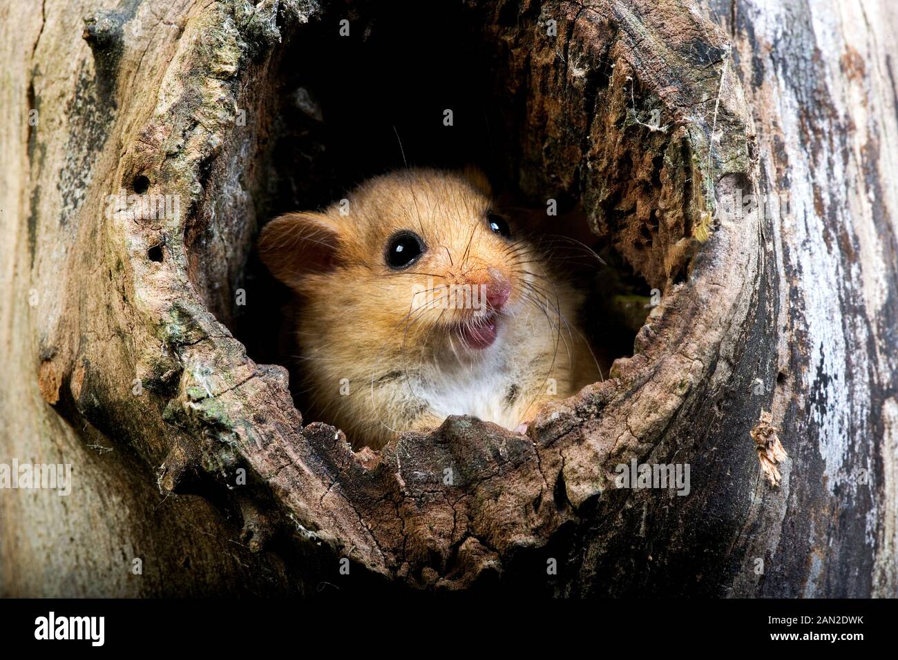 COMMON DORMOUSE muscardinus avellanarius, ADULT STANDING AT NEST ENTRANCE, NORMANDY IN FRANCE Stock Photo