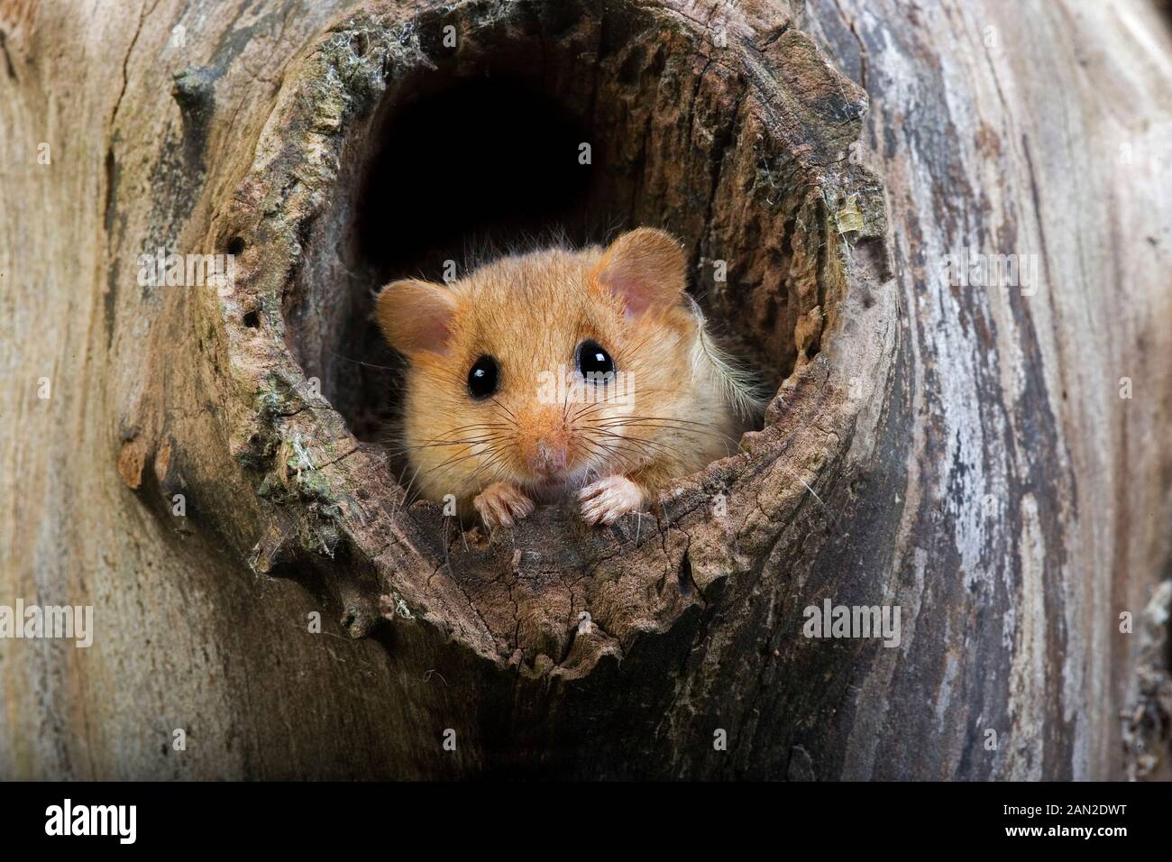 COMMON DORMOUSE muscardinus avellanarius, ADULT STANDING AT NEST ENTRANCE, NORMANDY IN FRANCE Stock Photo