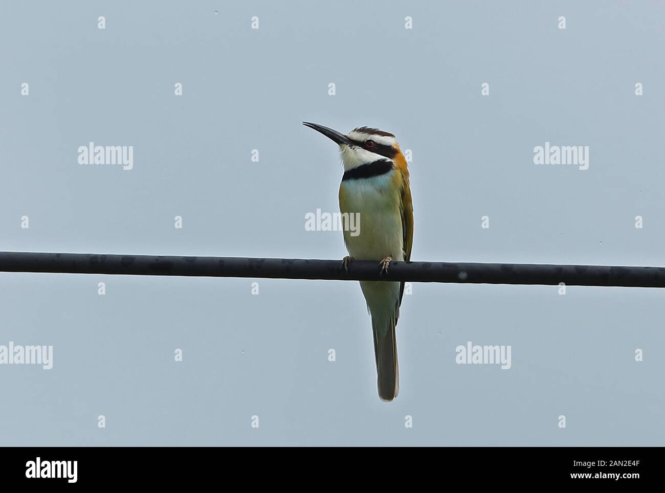 White-throated Bee-eater (Merops albicollis) adult perched on wire, without central tail feathers  Queen Elizabeth National Park, Uganda          Nove Stock Photo