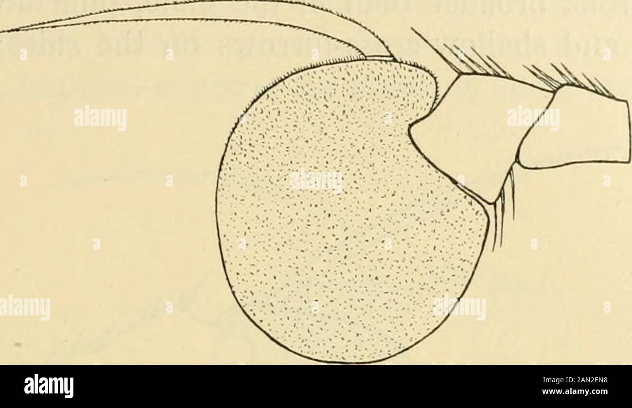 Diptera danica : genera and species of flies hitherto found in Denmark . 1781. Spec. Ins. II, 431, 52 et 1787.Mani. Ins. II, 340 et 1794. Entom. Syst. IV, 303, 95 (Syrplms). — 1862.Schin. F. A. I, 2G8. — 1901. Verr. Brit. Fl. VIII, 192, 1, figs. 203—204. — 1907. Kat. palåarkt. Dipt. III, 17. — Eristalis metallica Fabr. 1805.Syst. Antl. 246, 67. — 1817. Fall. Dipt. Suec. Syrph. 57, 16. — Chryso- f Ghrysogaster. 109 gaster metallica 1822. Meig. Syst. Beschr, III, 267, 3. — 1843. Zett. Dipt.Scand. II, 820, 5 el 1849. VIII, 3178, 5. — 1843. Loew, Stett. ent. Zeitg.IV, 211. — Chr. violacea Meig. 18 Stock Photo