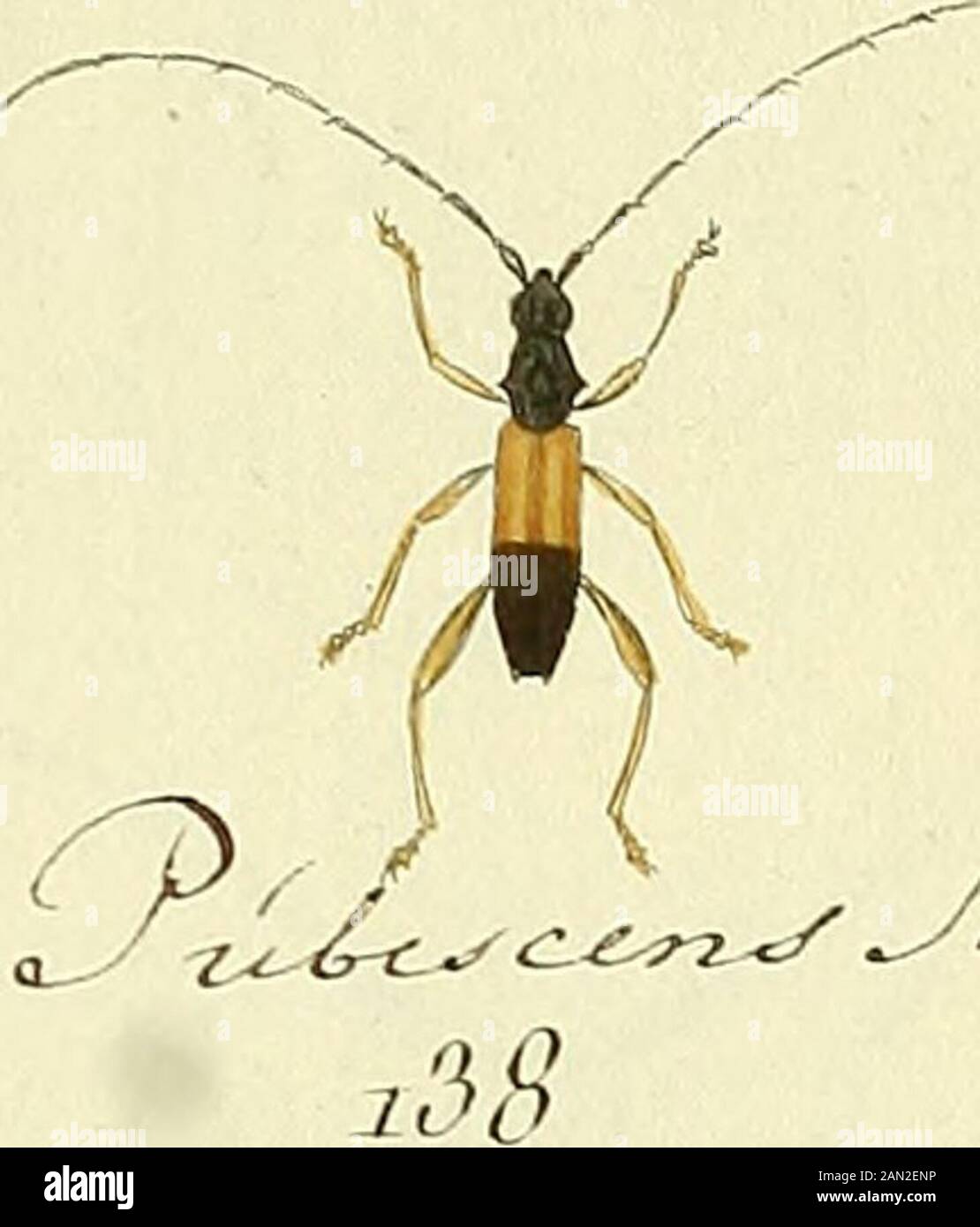 Entomologie, ou, Histoire naturelle des insectes : avec leurs caractères génériques et spécifiques, leur description, leur synonymie, et leur enluminée . r^^C^^yt^^?^.. Stock Photo