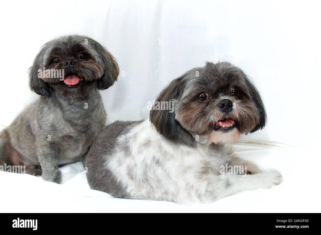 Studio Portrait Of Two Alert Shih Tzu Dog With Haircuts Together