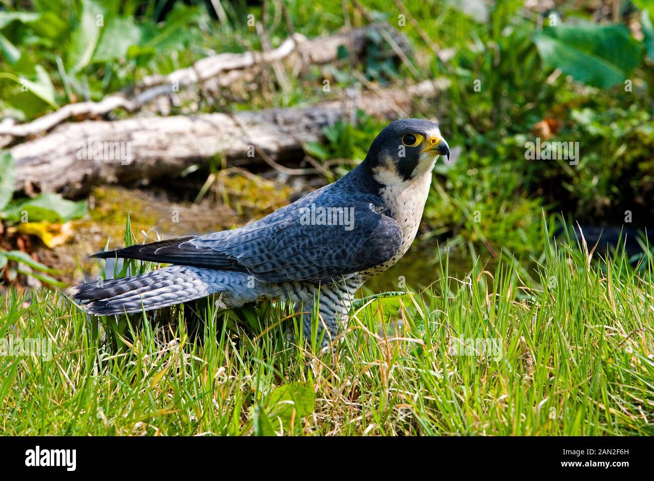 Falcon Standing PEREGRINE FALCON falco peregrinus, ADULT STANDING ON GRASS, NORMANDY ...