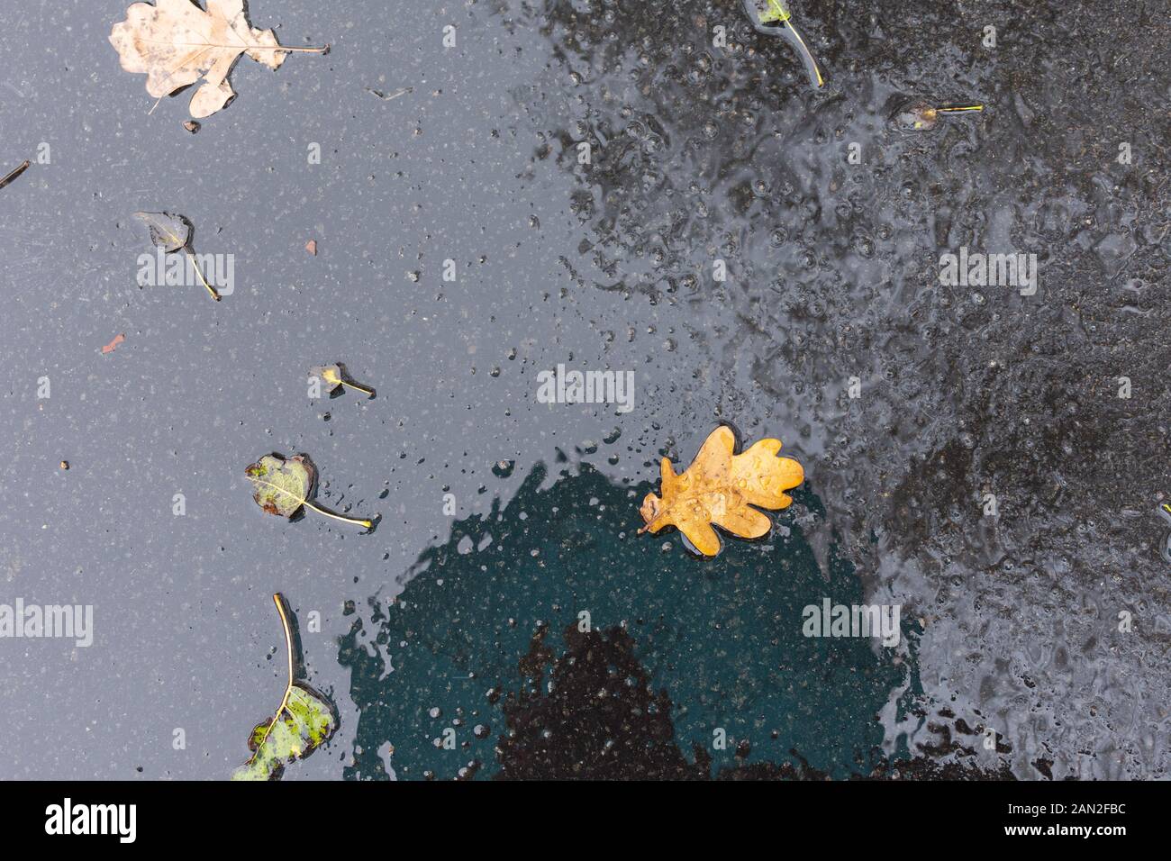 Yellow fallen oak leaf in a puddle of water, autumn background Stock ...