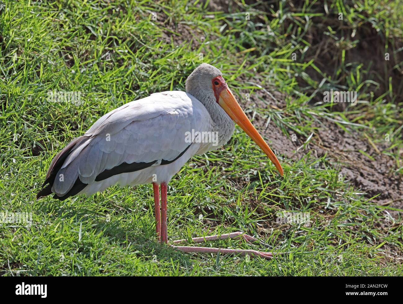Yellow-billed Stork (Mycteria ibis) adult resting by river  Murchison Falls National Park, Uganda      November Stock Photo
