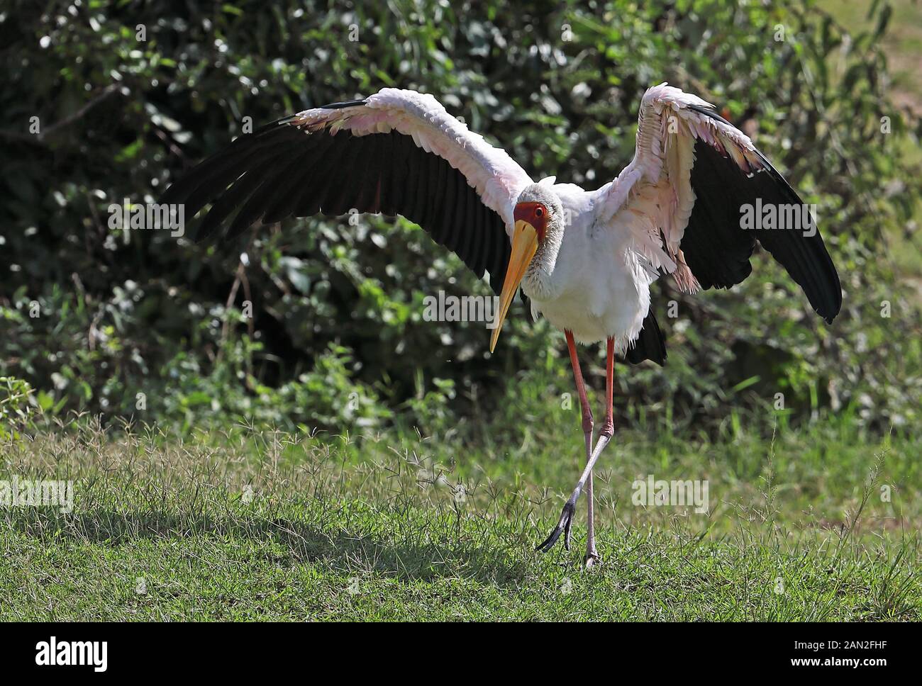 Yellow-billed Stork (Mycteria ibis) adult walking in wet grass with wings spread by river  Murchison Falls National Park, Uganda      November Stock Photo