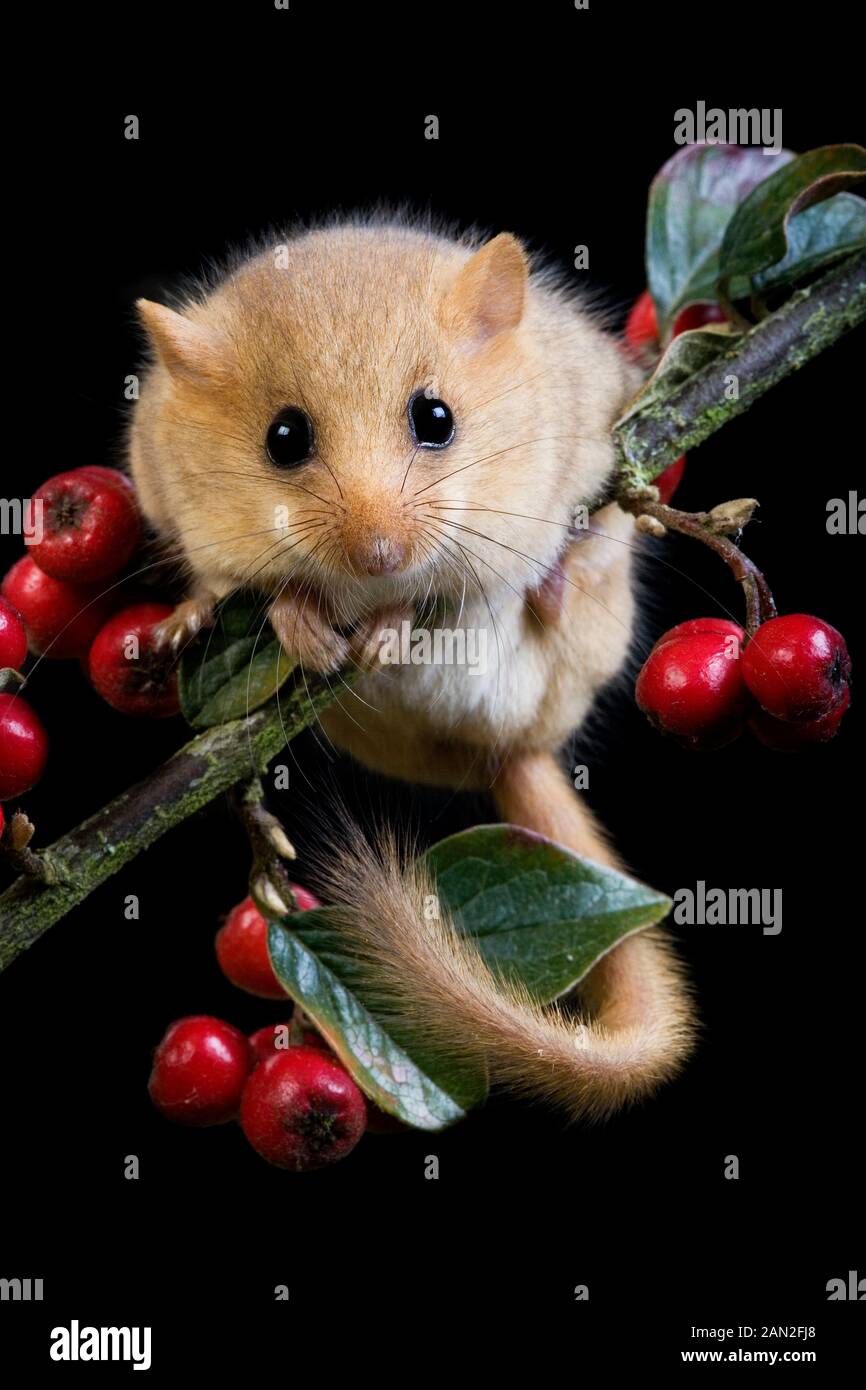 COMMON DORMOUSE muscardinus avellanarius, ADULT STANDING ON BRANCH WITH BERRIES, NORMANDY IN FRANCE Stock Photo