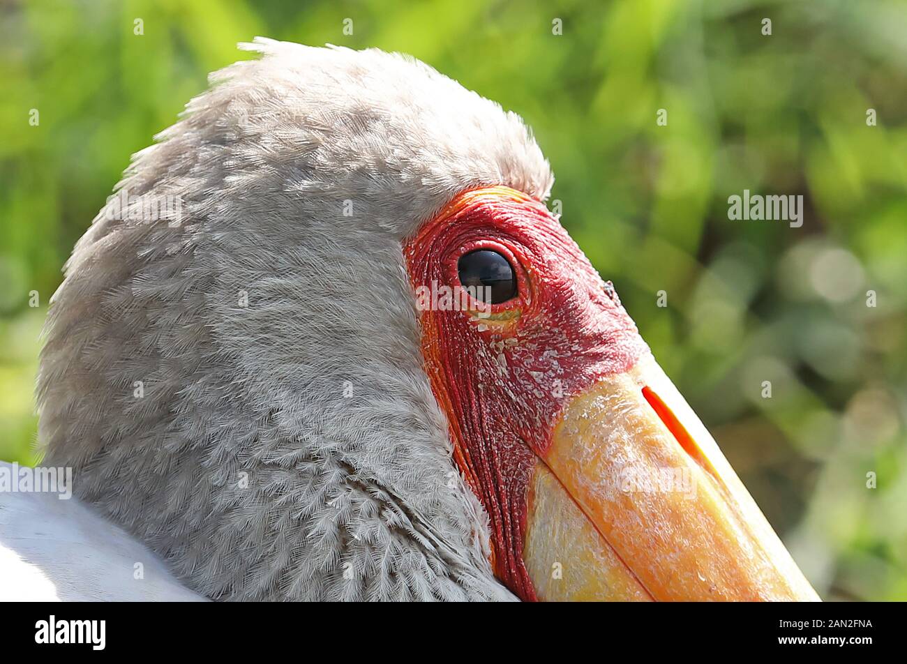Yellow-billed Stork (Mycteria ibis) close up of adult head  Murchison Falls National Park, Uganda      November Stock Photo