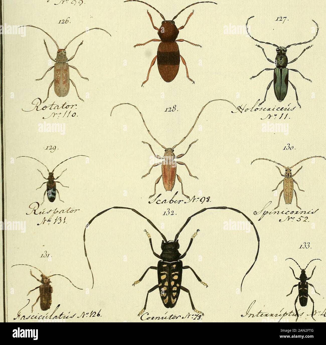 Entomologie, ou, Histoire naturelle des insectes : avec leurs caractères génériques et spécifiques, leur description, leur synonymie, et leur enluminée . (^2^^^»2^t&lt;^^^^ e/^v9. -/^ jiudeS^i m/ijc . Cbpùt saûp. N^ 6^ . CAP RI C ORKE , Ccrafn7n[v TL. XV ni 104.. a Stock Photo