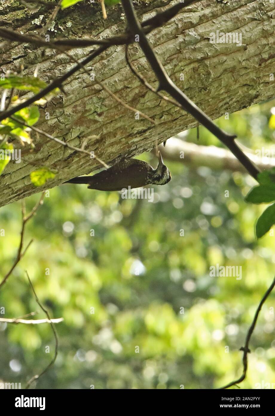 Yellow-crested Woodpecker (Dendropicos xantholophus) adult male clinging to tree trunk  Budongo Forest, Uganda                       November Stock Photo