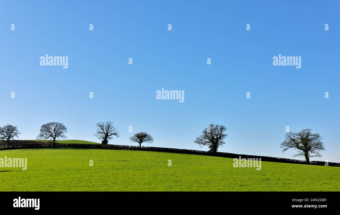 Row of silhouetted broadleaf trees in hedgerow winter across hilltop, Devon Stock Photo