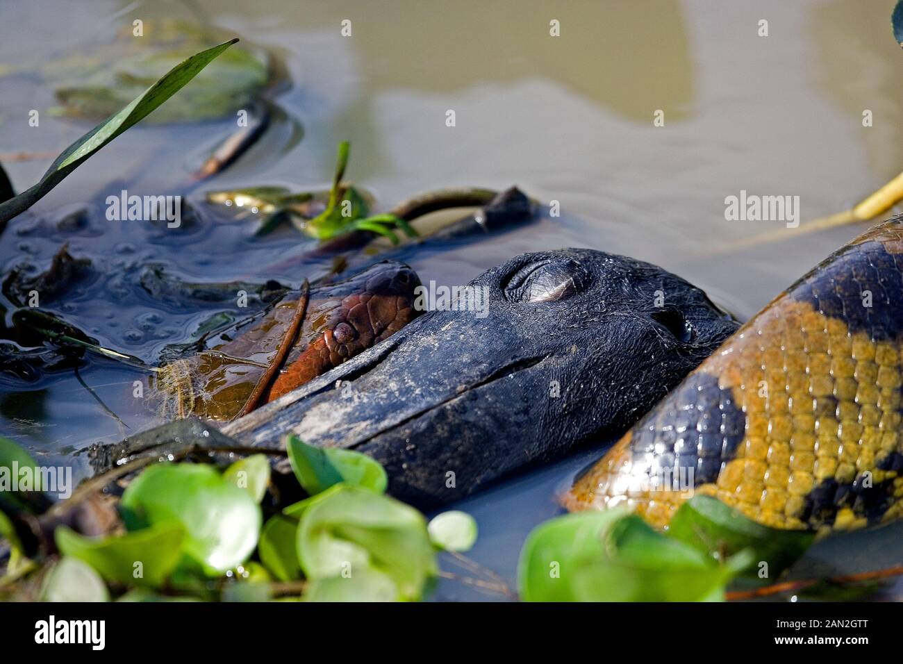 Anaconda prey hires stock photography and images Alamy