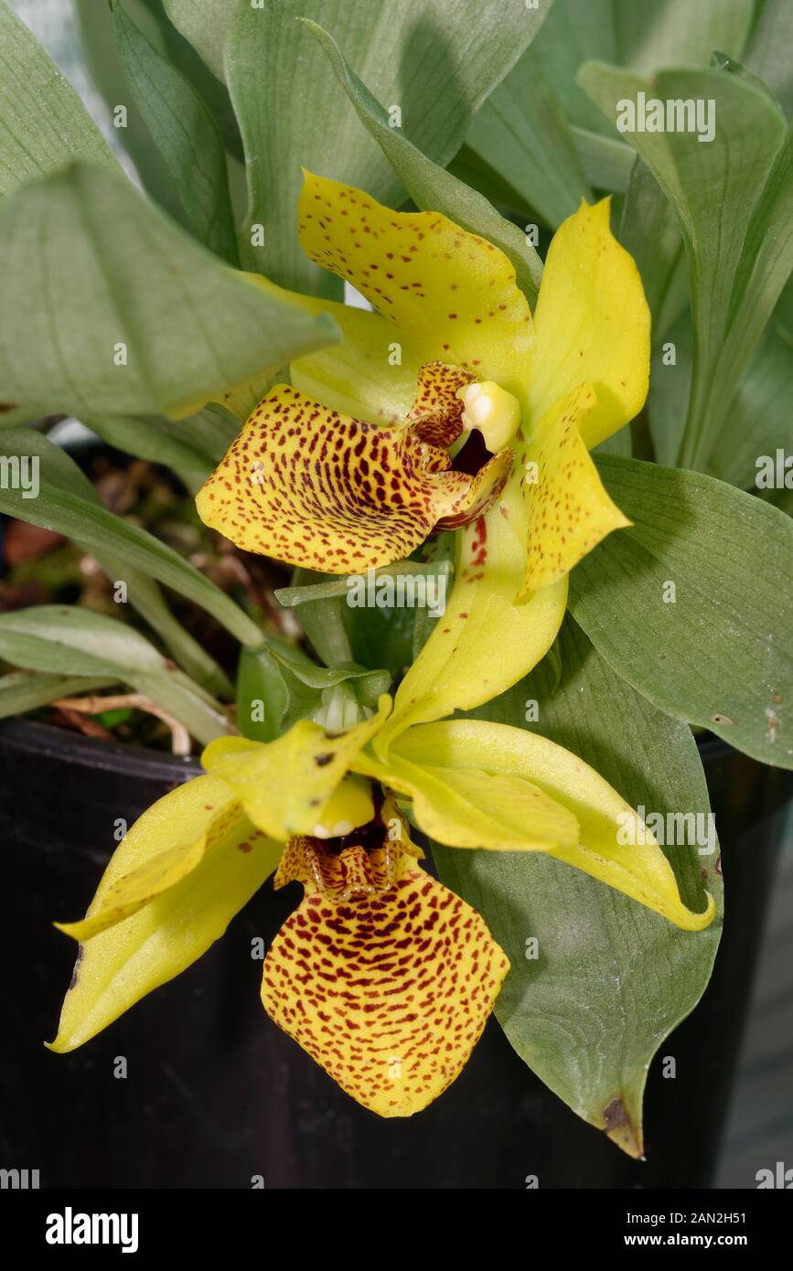 Promenaea Colmaniana Orchid  A hybrid between Promenaea Crawshayana and Promenaea xanthina Stock Photo